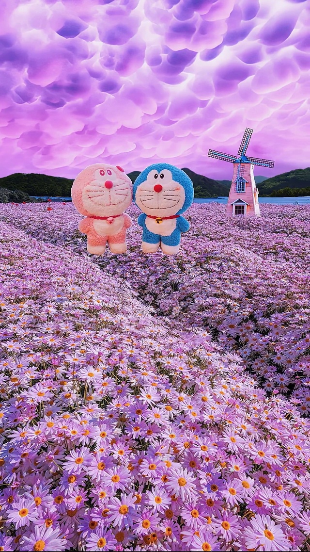 小雏菊花海