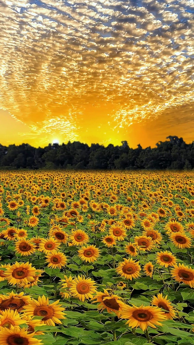 浪漫向日葵花海