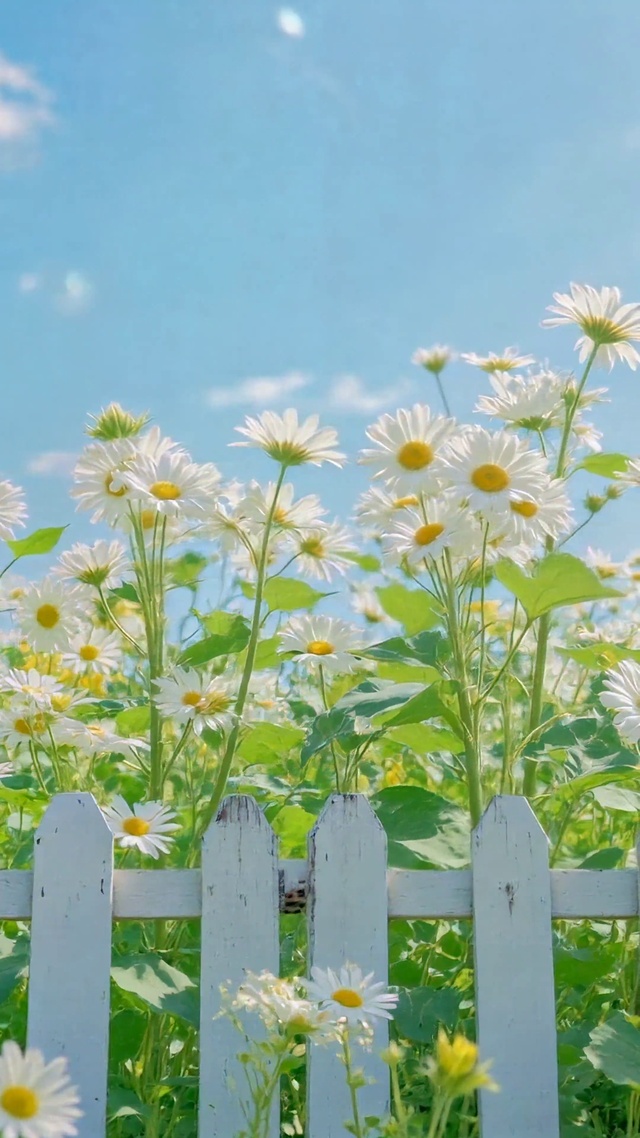 夏日晴空治愈雏菊花田