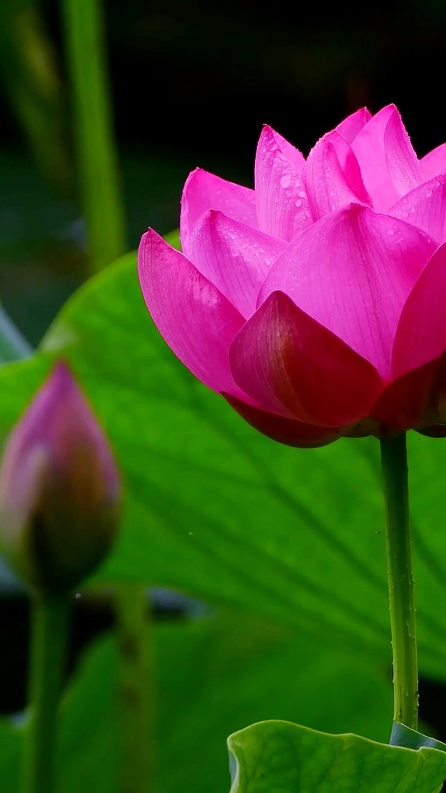 含苞待放荷花无缝循环