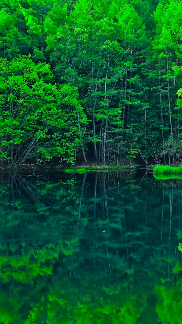 夏日护眼青山绿水野鸭