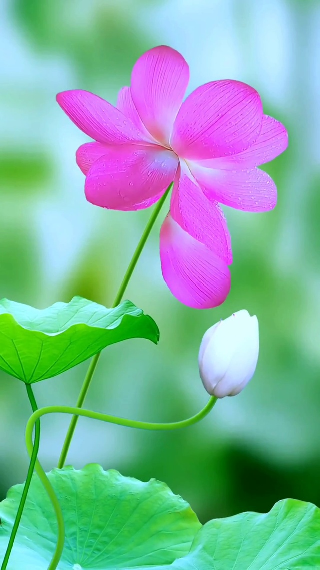 愿所有美好“荷”你相遇