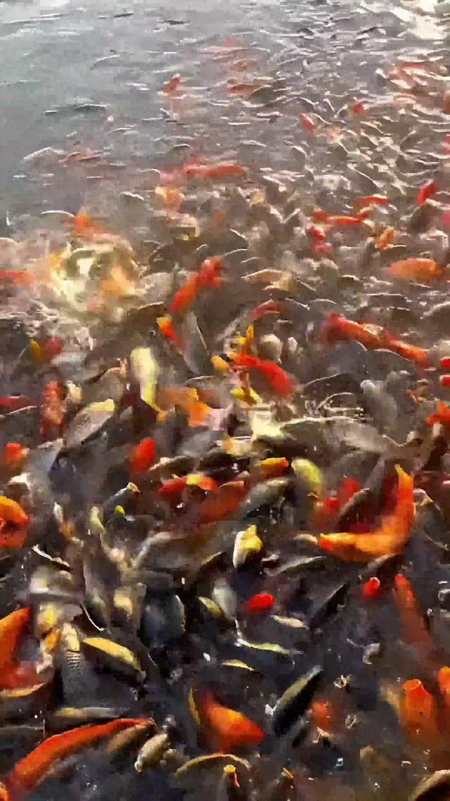 锦鲤4k动态壁纸