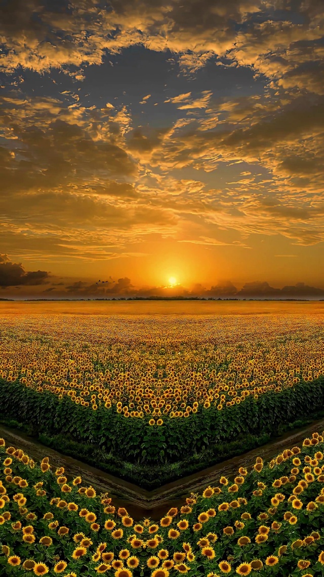 爆款晚霞向日葵花海