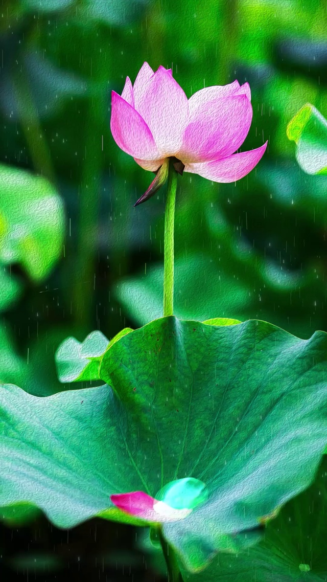 4K绿色护眼荷花