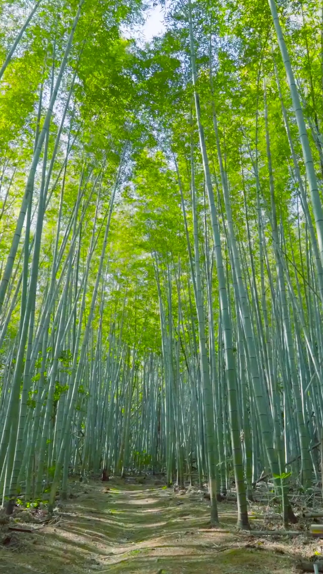 竹林 风景手机动态壁纸 风景手机壁纸下载 元气壁纸