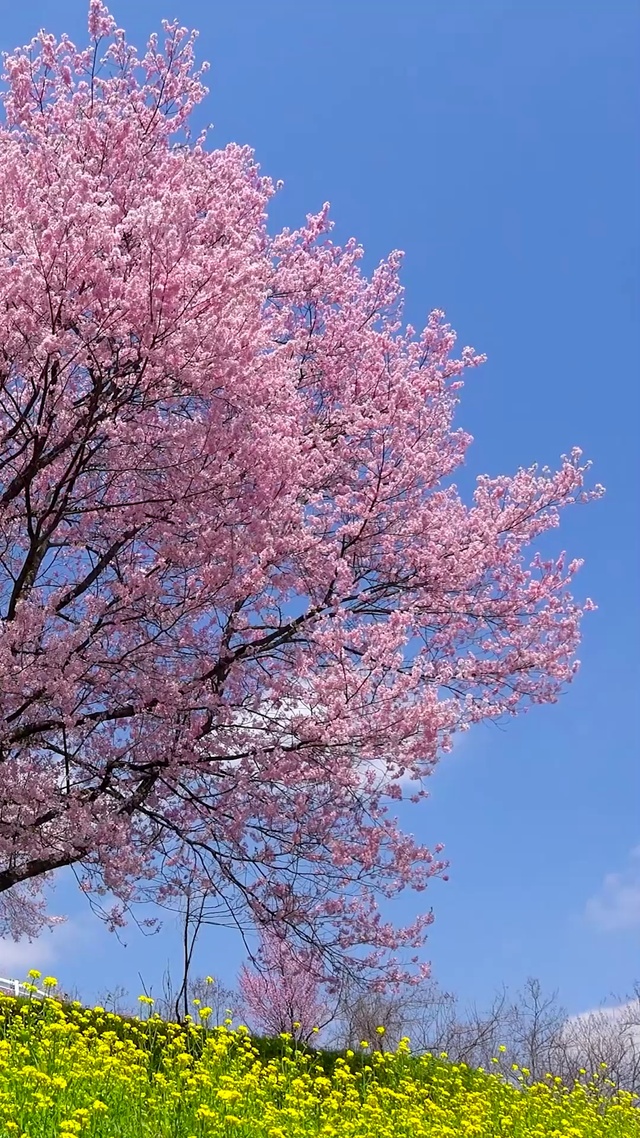 春天樱花油菜花
