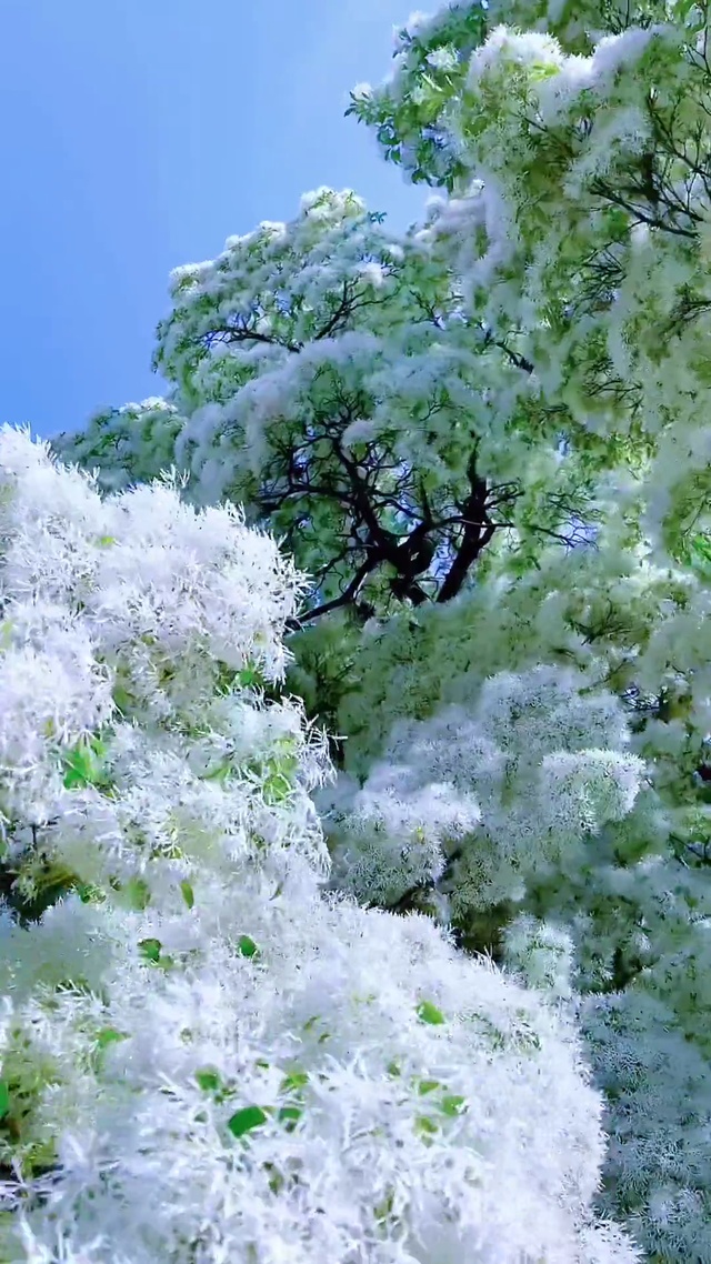 目之所及,皆是风景(风景手机动态壁纸) - 风景手机壁纸下载 - 元气壁纸
