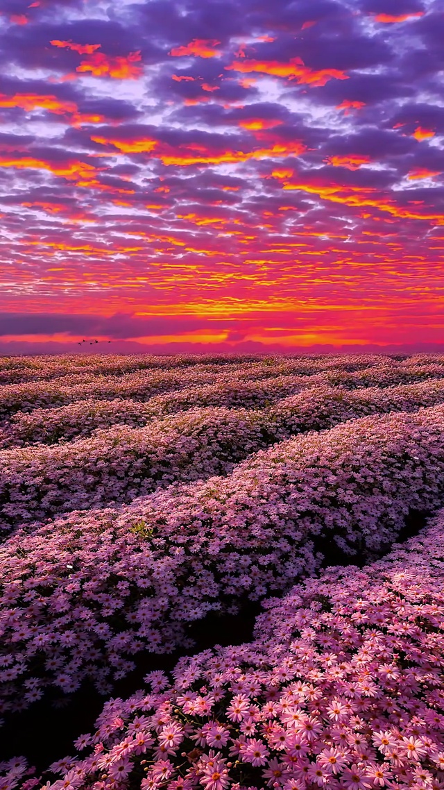 唯美晚霞小雏菊花海