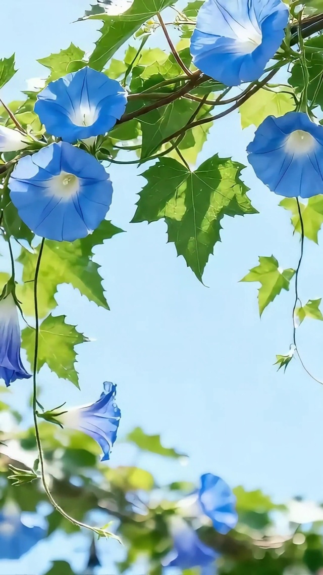 盛夏牵牛花
