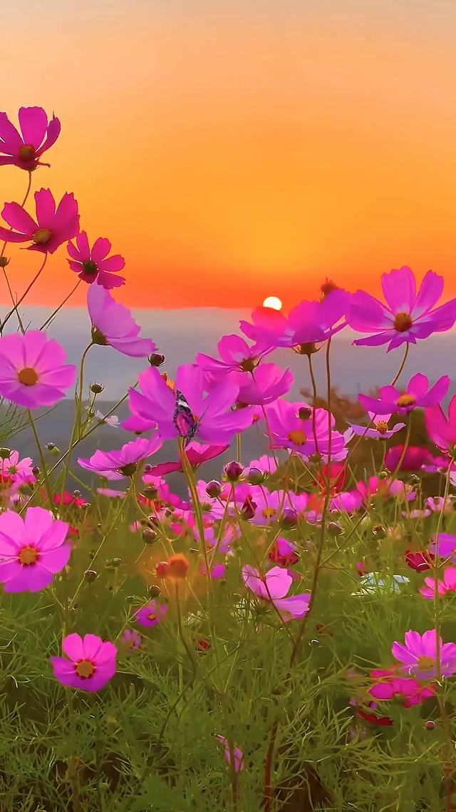 风很温柔 花很浪漫