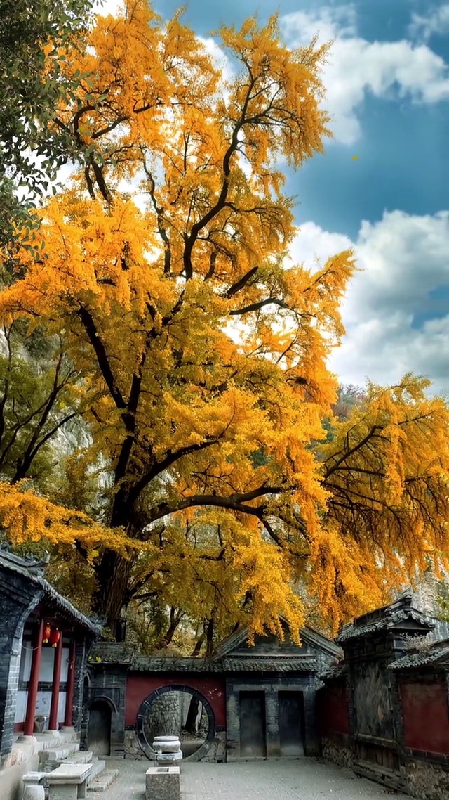 一季清秋凉，一段思念长