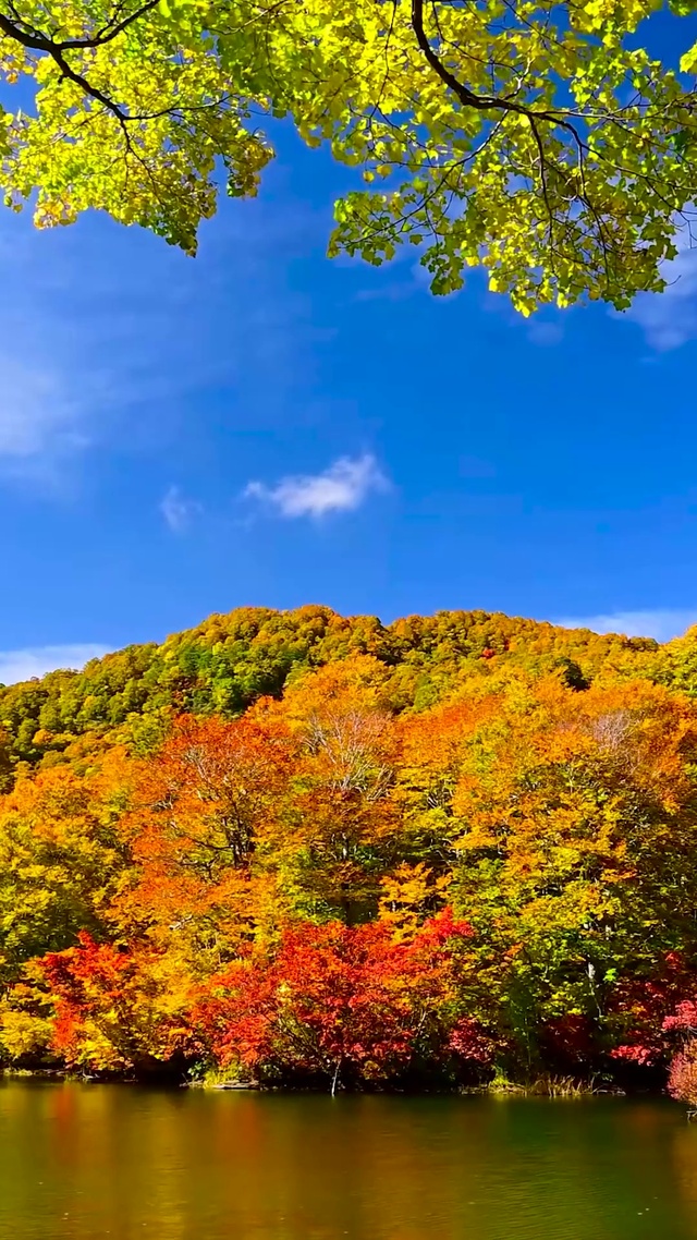 蓝天红叶秋林湖