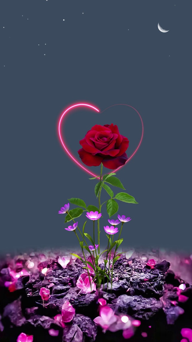 玫瑰花