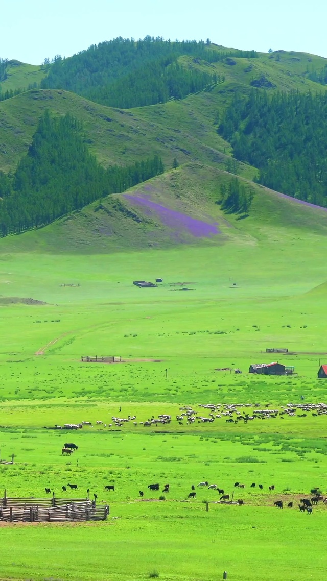 风吹草低牛儿羊