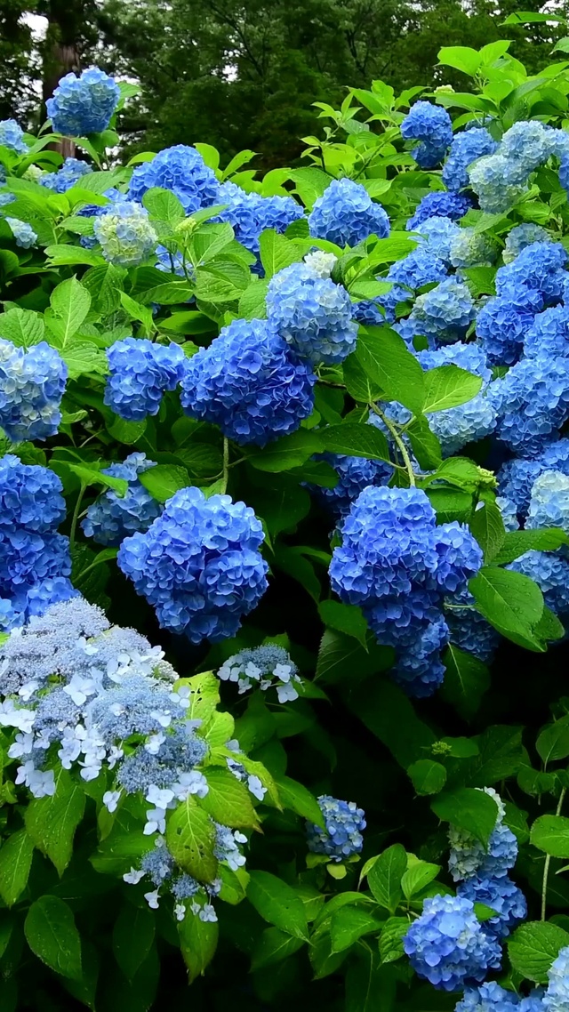 4k雨中花丛