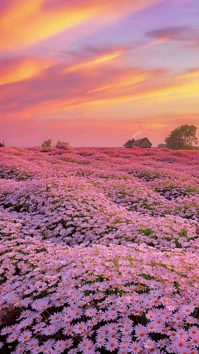 温暖小雏菊花海