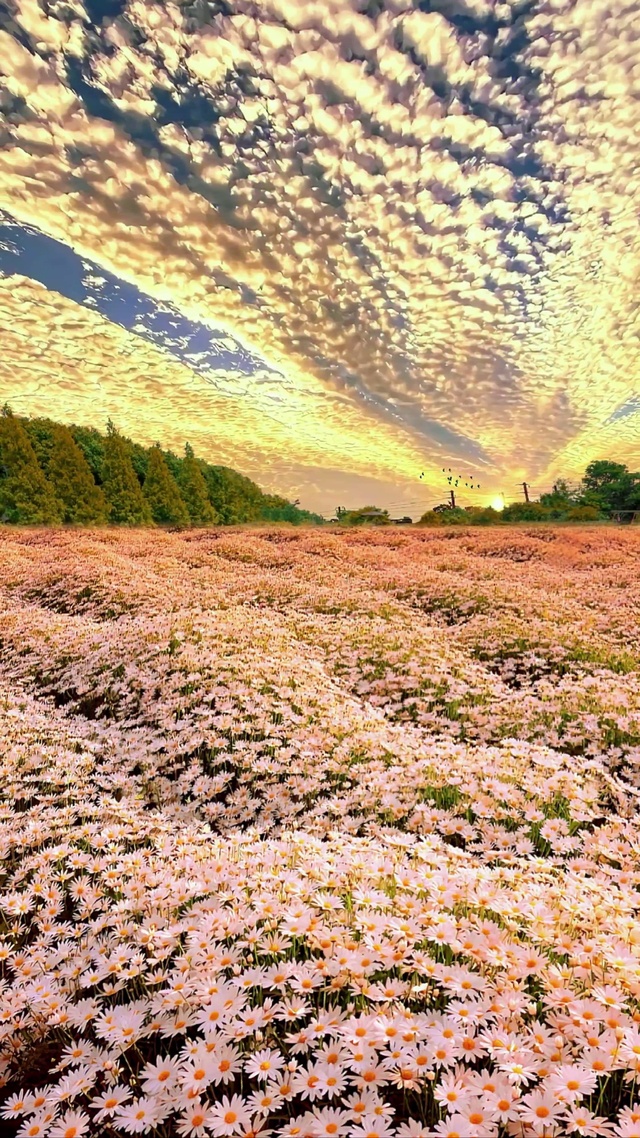 晚霞雏菊花海