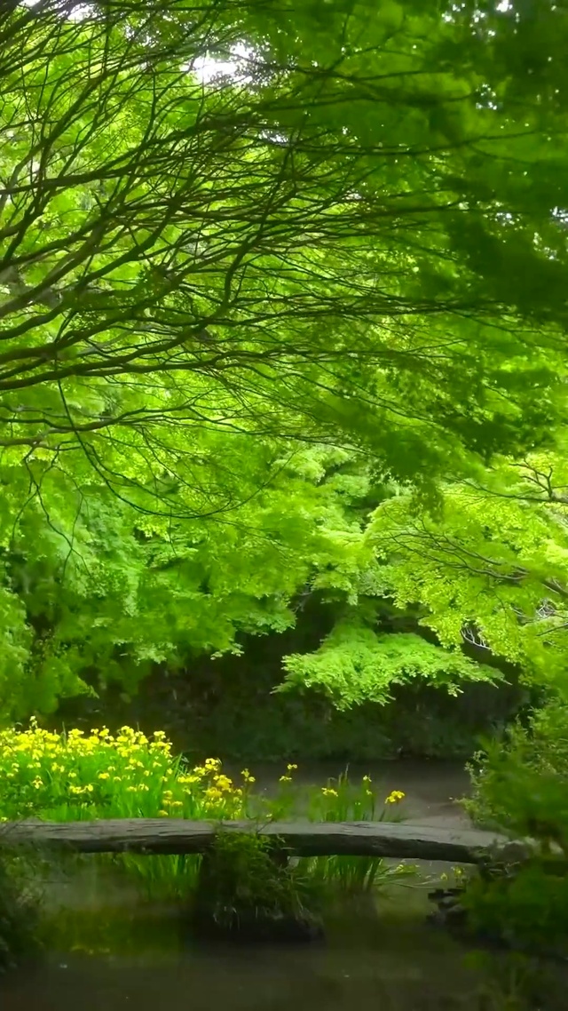 护眼绿树成荫