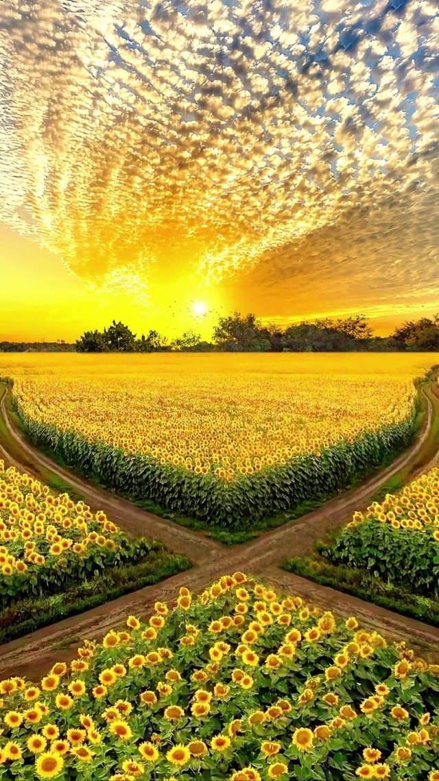 浪漫向日葵花海