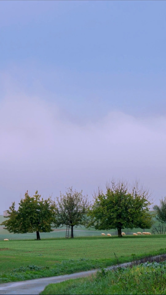 风吹草低见牛羊