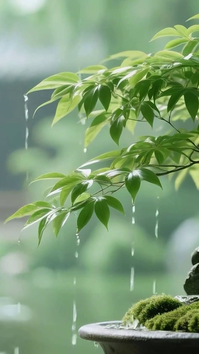 雨天护眼绿景树木