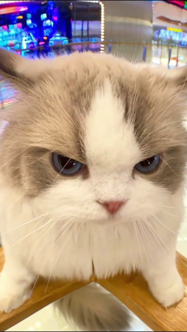 猫