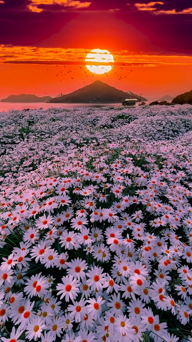 日出东方催人醒，不及晚霞懂我心。