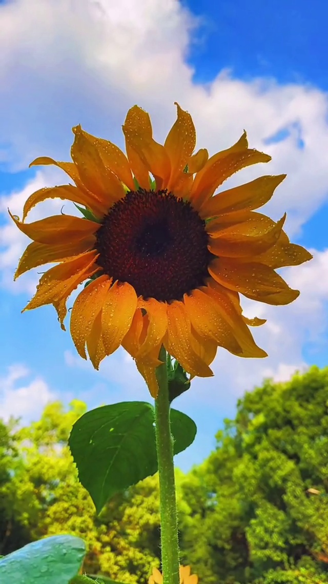 向日葵有个很好的花语：
入目无他人，四下皆是你
有你时，你是太阳，我目不转睛
无你时，我低下头，谁也不见。