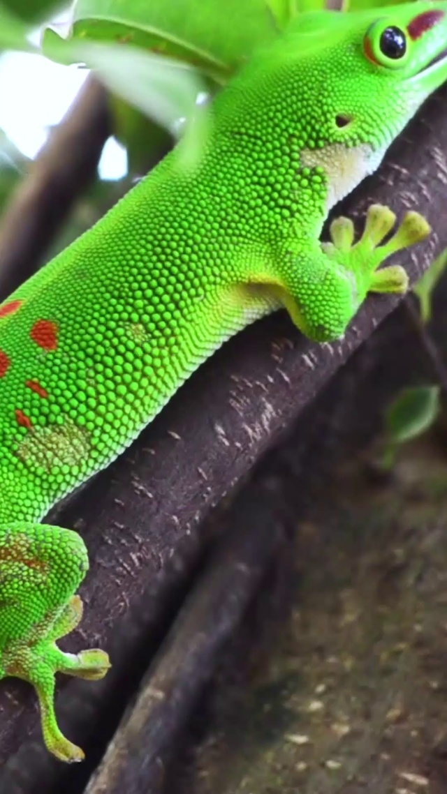 4K 高清 砂金天壁虎