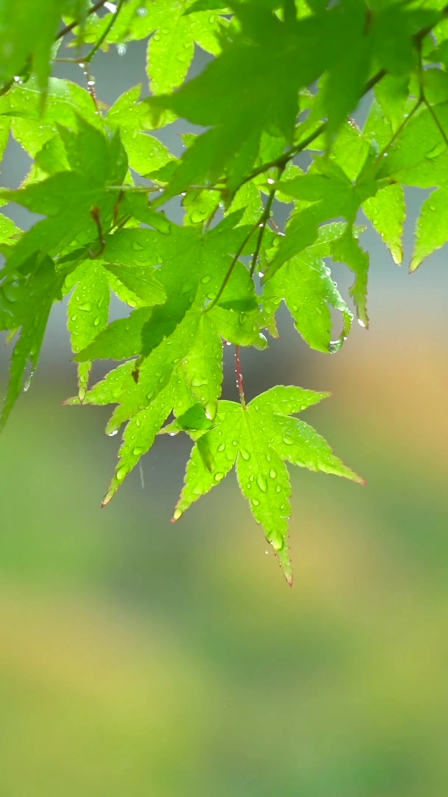 绿叶静心雨