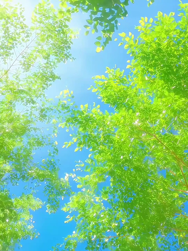 夏日风