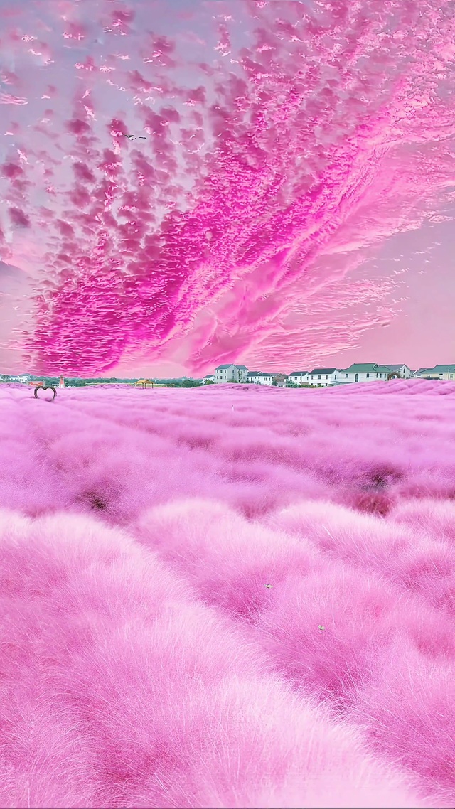 花海连天