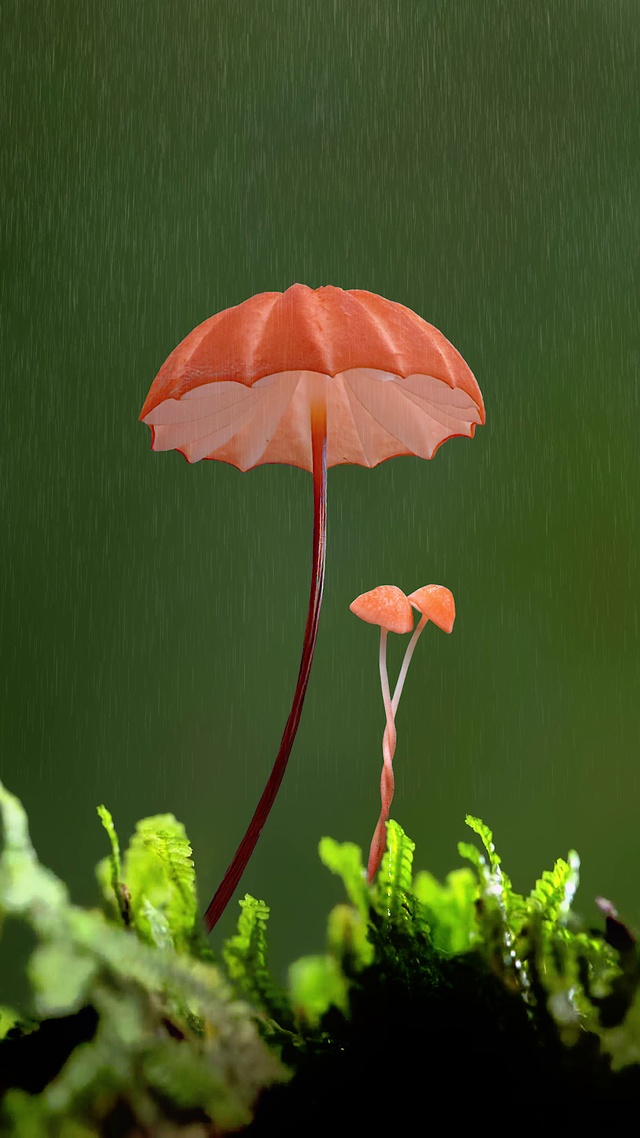 蘑菇🍄下雨天，唯美动态壁纸