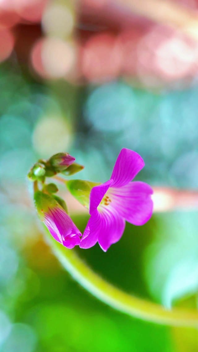 唯美治愈紫花4K