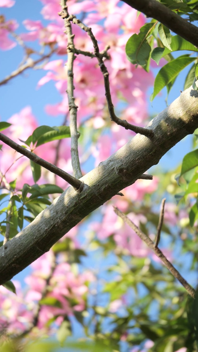 清新木棉花桃花粉色幸运树l