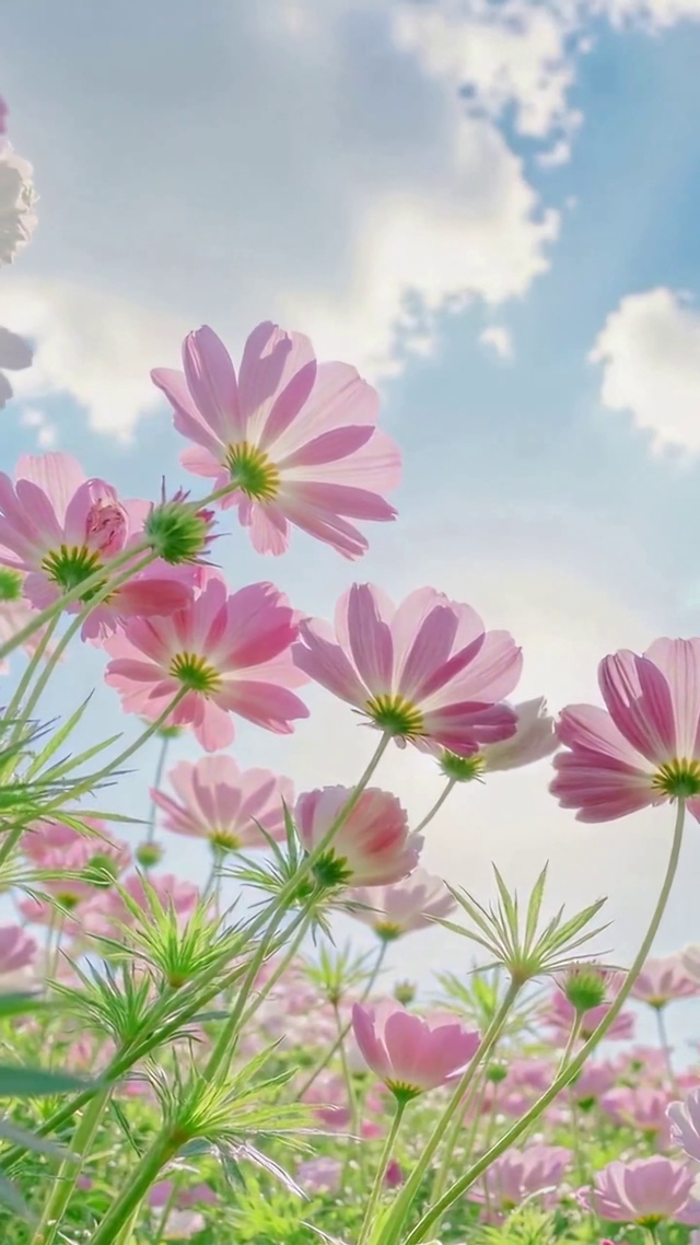 晴空下的粉色唯美花海
