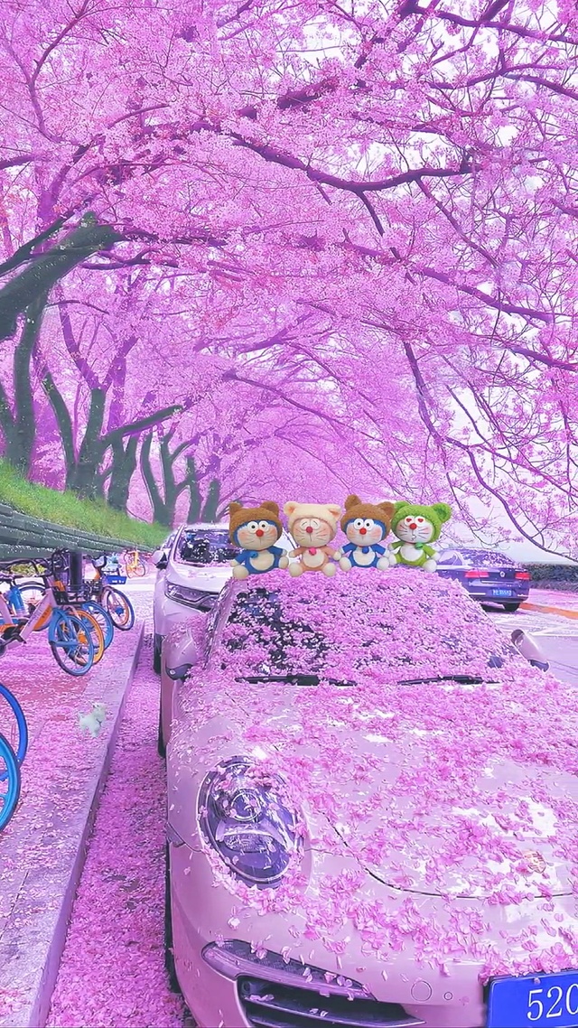 樱花树下的浪漫约定