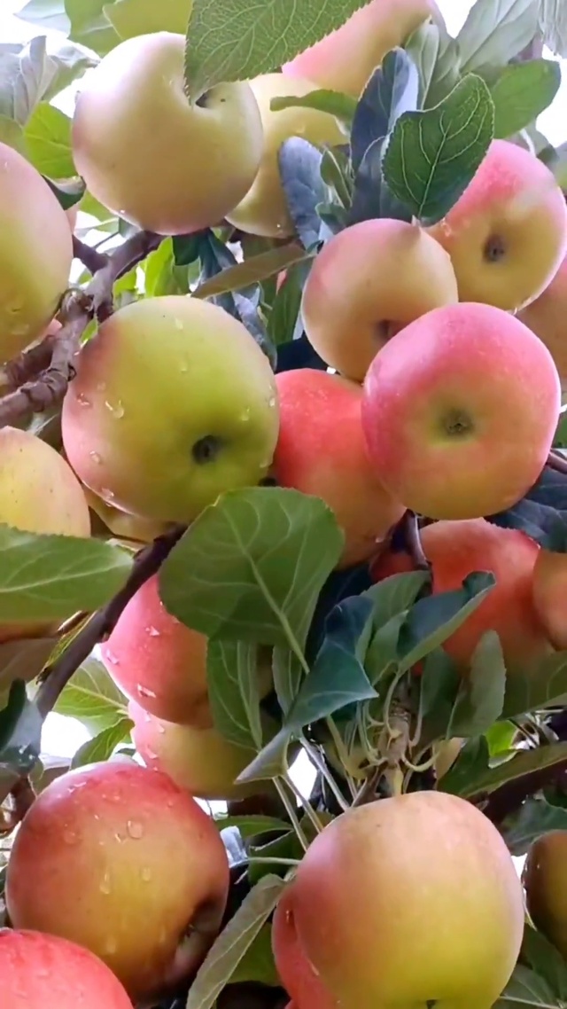 时光不语 果已成熟