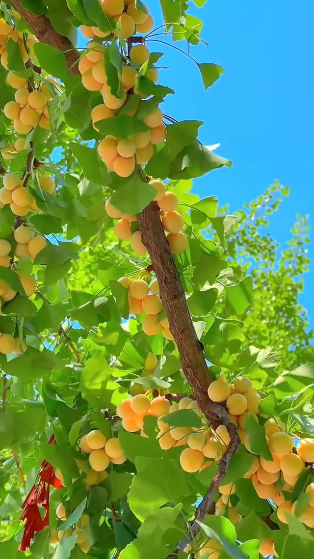 一叶知秋 银杏熟了