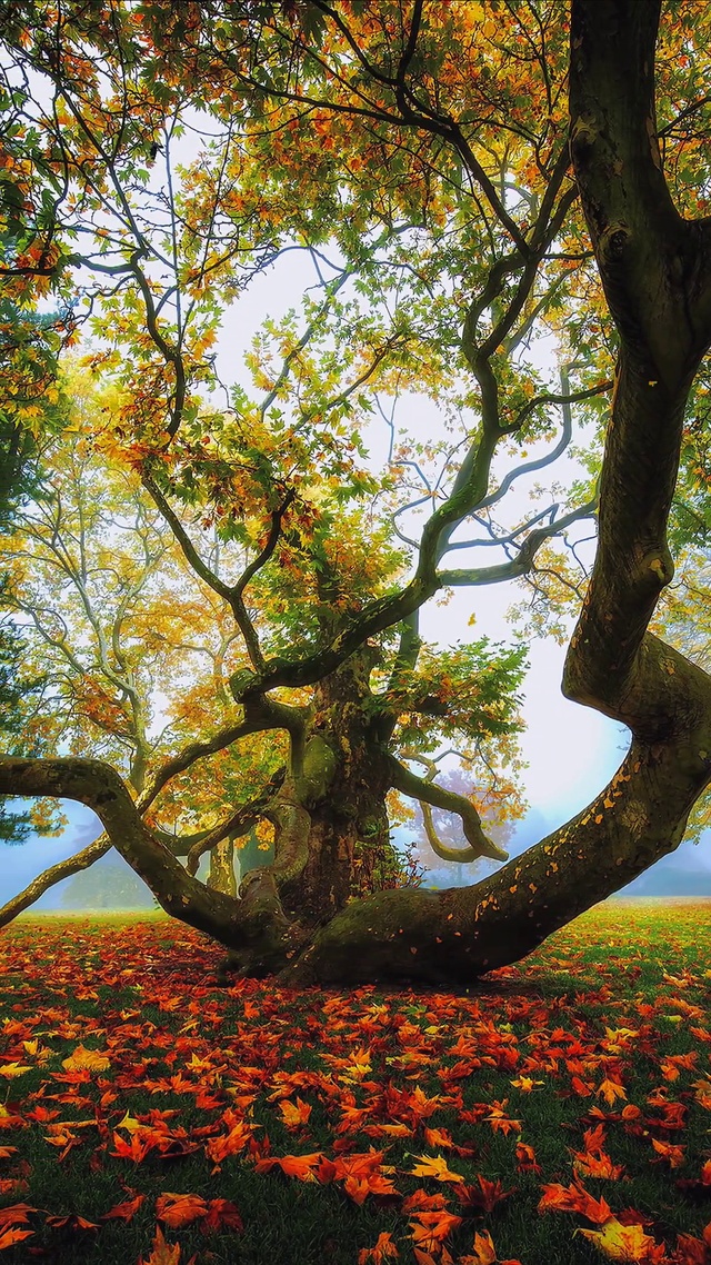 枫叶荻花秋瑟瑟