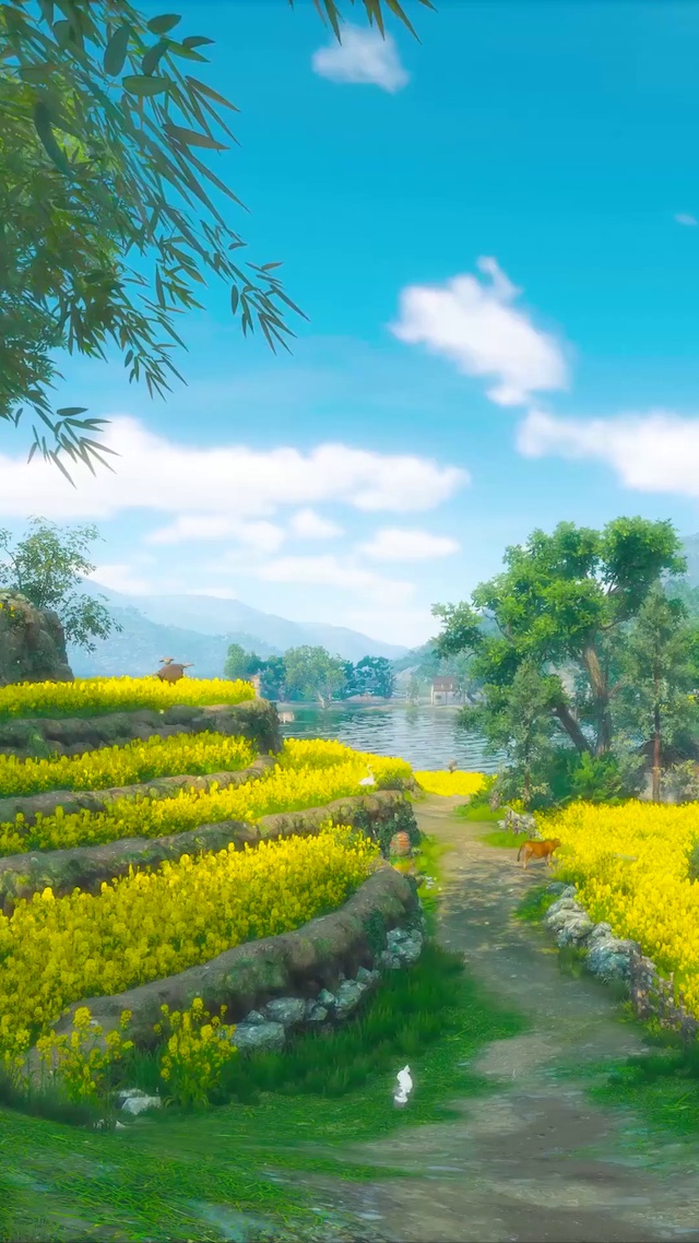 乡村田野小路菜花