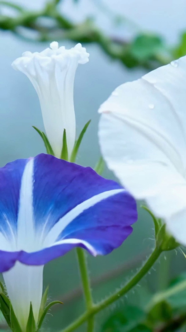 蓝白牵牛花清新治愈风景