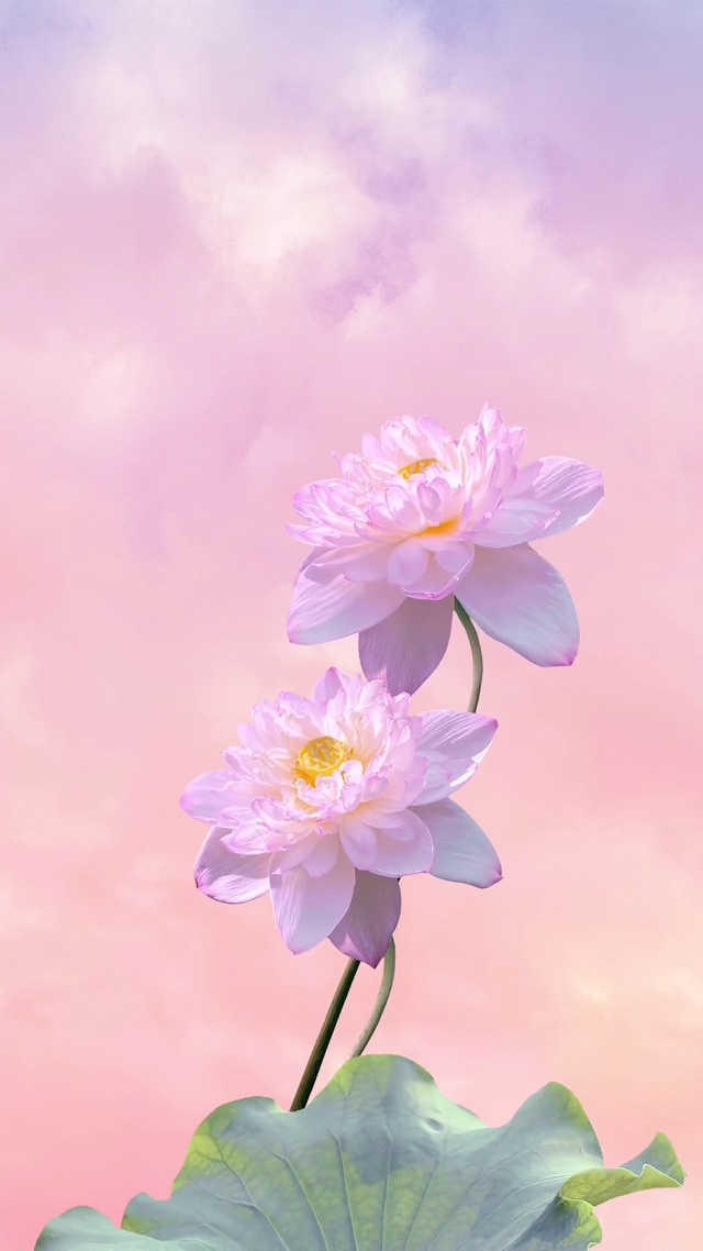 “并蒂荷花开，好运自然来”祝你好运莲莲