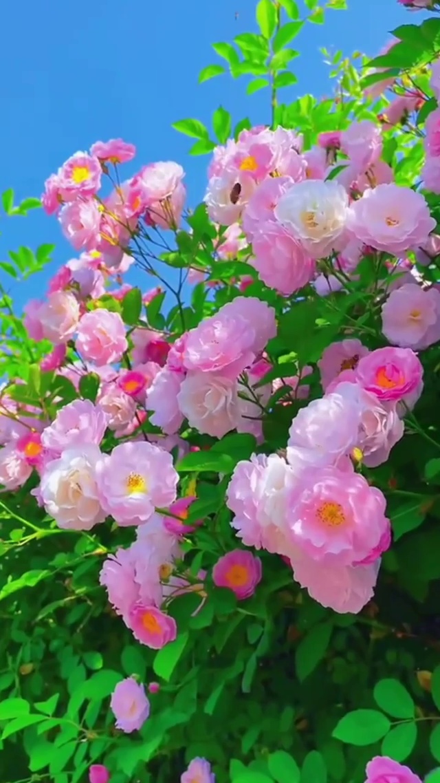美美的蝶恋花