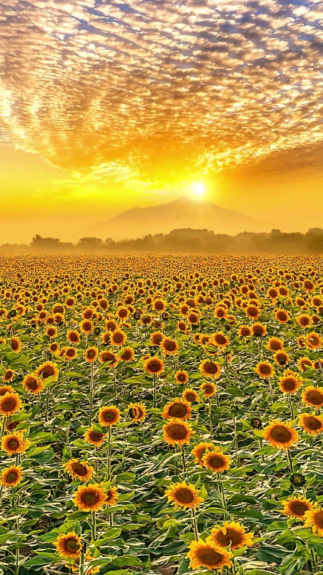 唯美向日葵花海