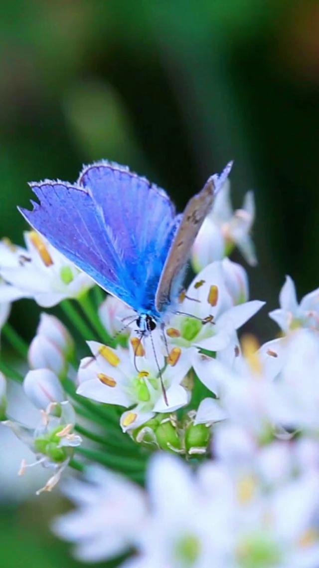 花中蓝蝶 动物手机动态壁纸 动物手机壁纸下载 元气壁纸