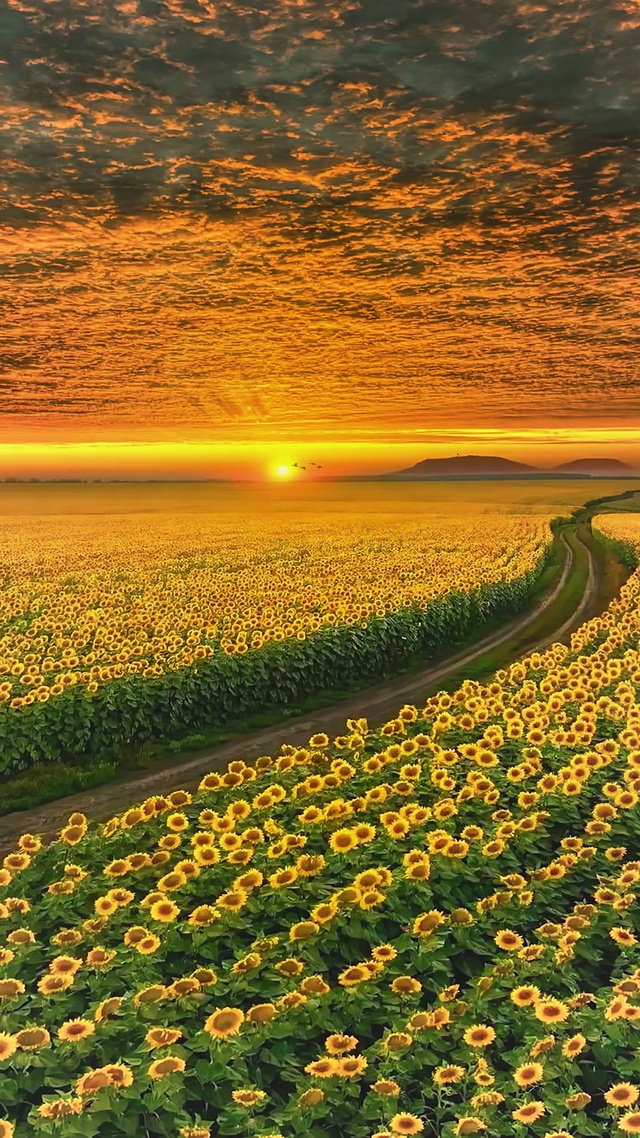 唯美爆款向日葵花海