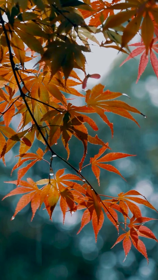 枫叶雨景