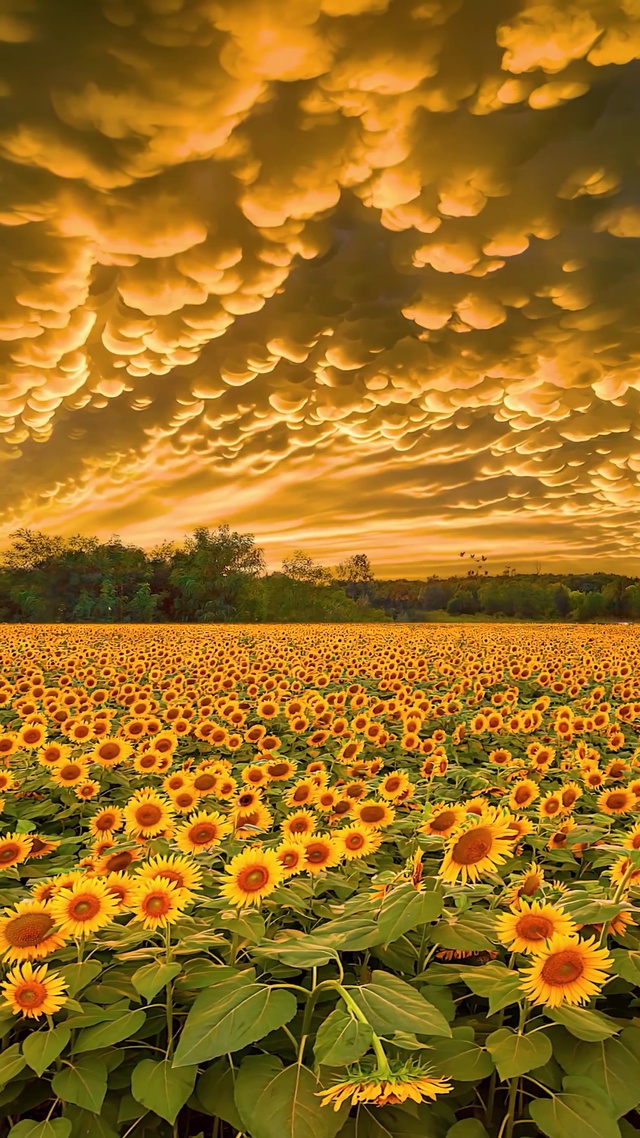 航拍蘑菇云向日葵花海